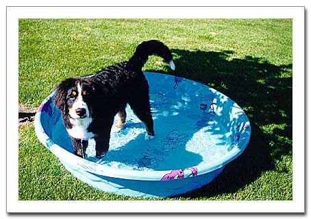 Dog Wading Pool